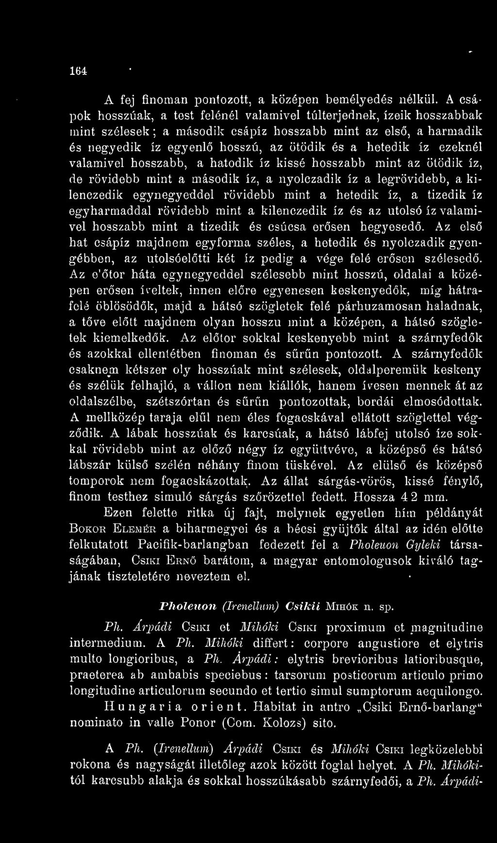 Az els hat csápíz majdnem egyforma széles, a hetedik és nyolczadik gyengébben, az utolsóeltti két íz pedig a vége felé ersen szélesed.