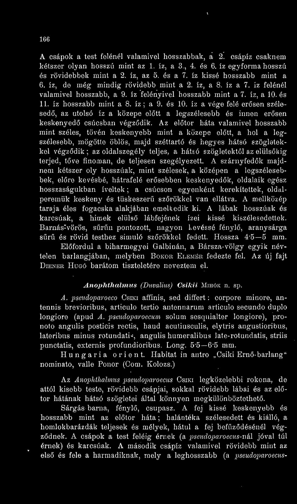 és 10. íz a vége felé ersen szélesed, az utolsó íz a közepe eltt a legszélesebb és innen ersen keskenyed csúcsban végzdik.