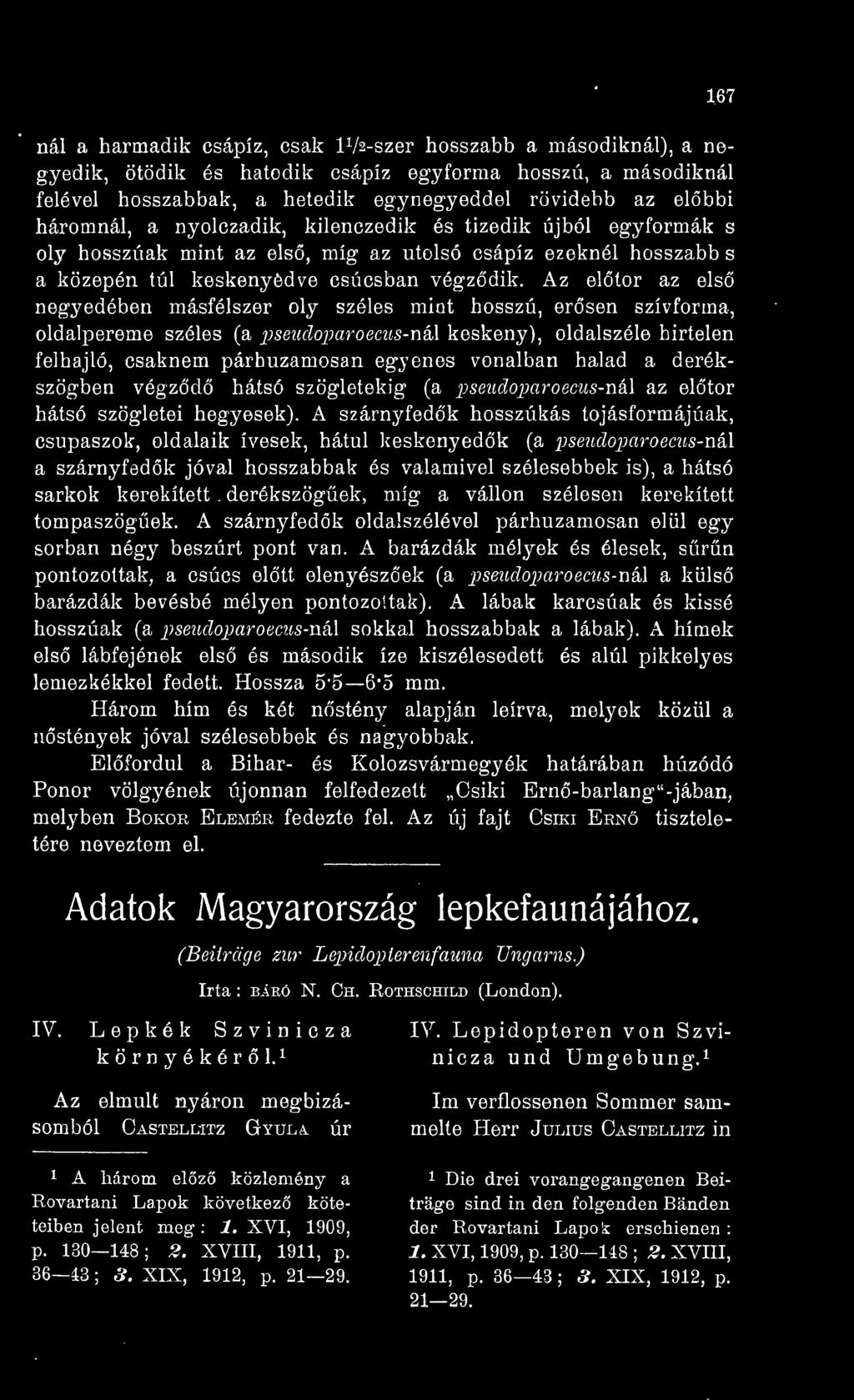 Az eltör az els negyedében másfélszer oly széles mint hosszú, ersen szívforma, oldalpereme széles (a pseudoparoecus-nóx keskeny), oldalszéle hirtelen felhajló, csaknem párhuzamosan egyenes vonalban