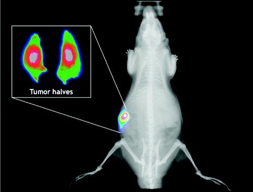 Funkcionális, kötődési vizsgálatok témakör Optical Imaging of Mammary and Prostate Tumors in Living