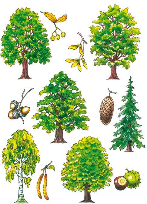 Fák és termések Barkács Gesztenyefigurák Bekopogtatott az