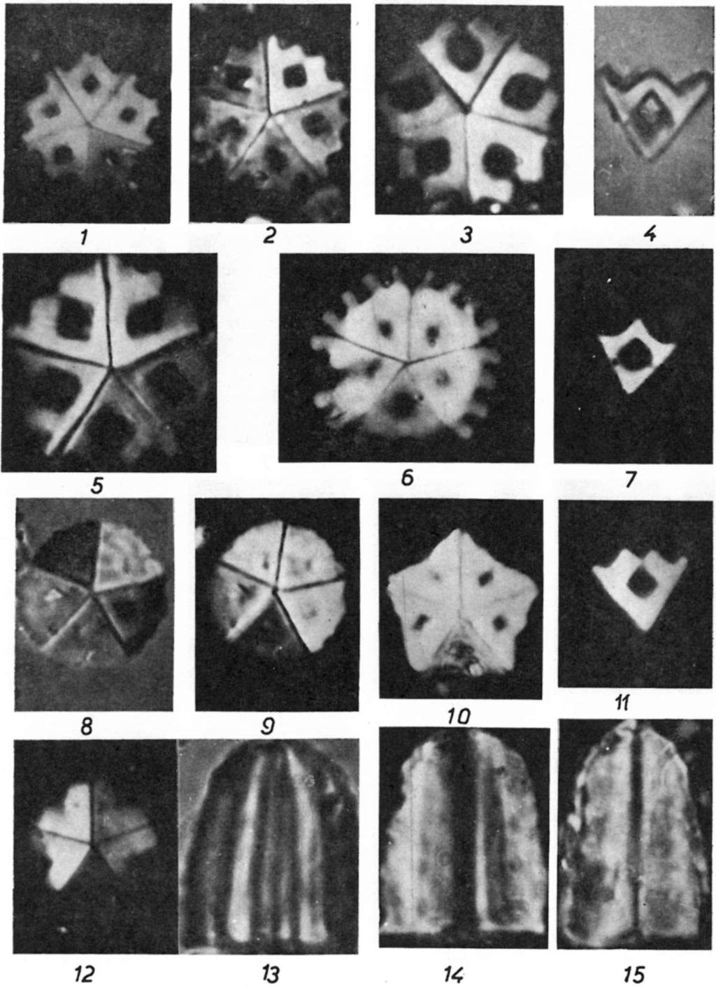 coccolithok