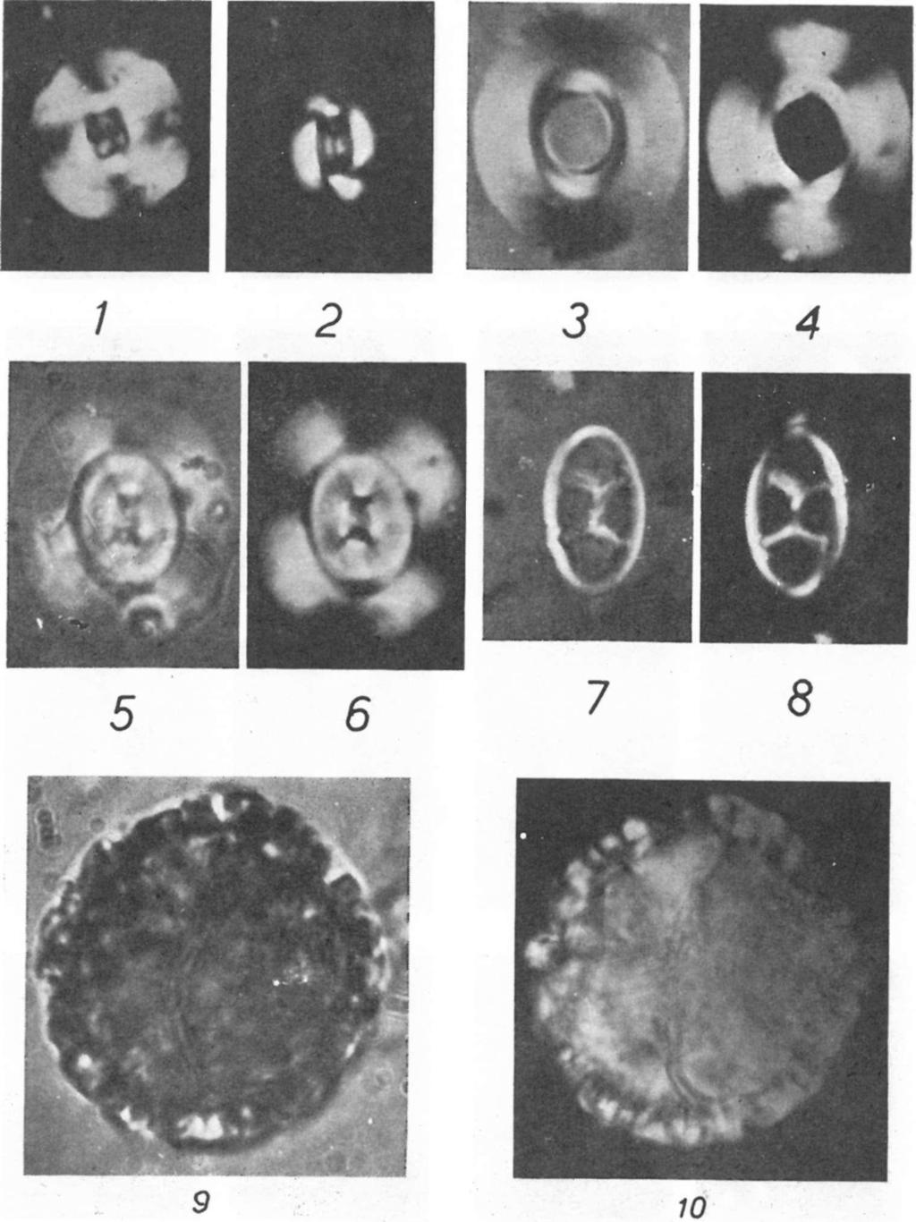 coccolithok