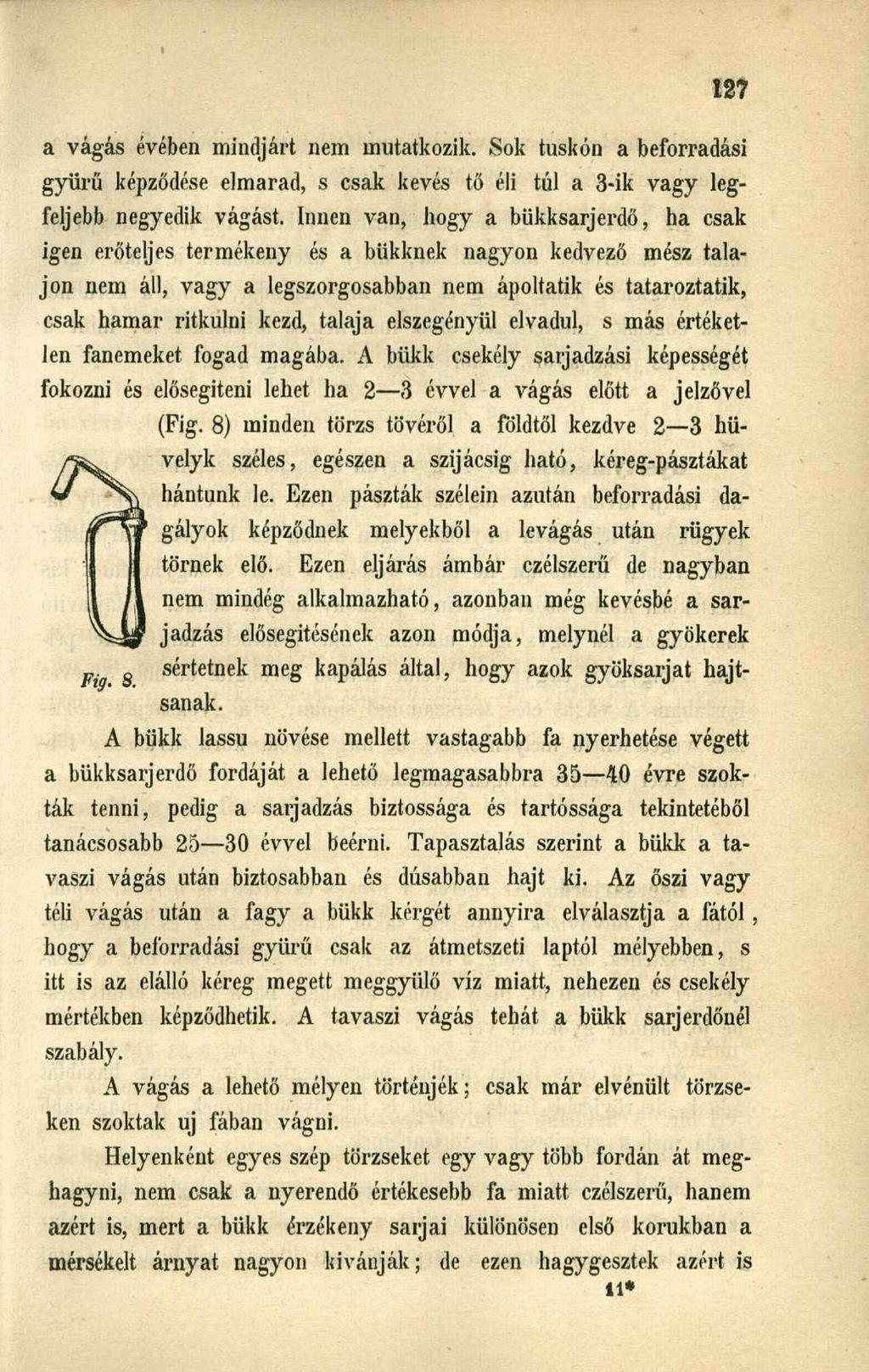 a vágás évében mindjárt nem mutatkozik. Sok tuskón a beforradási gyűrű képződése elmarad, s csak kevés tő éli túl a 3-ik vagy legfeljebb negyedik vágást.