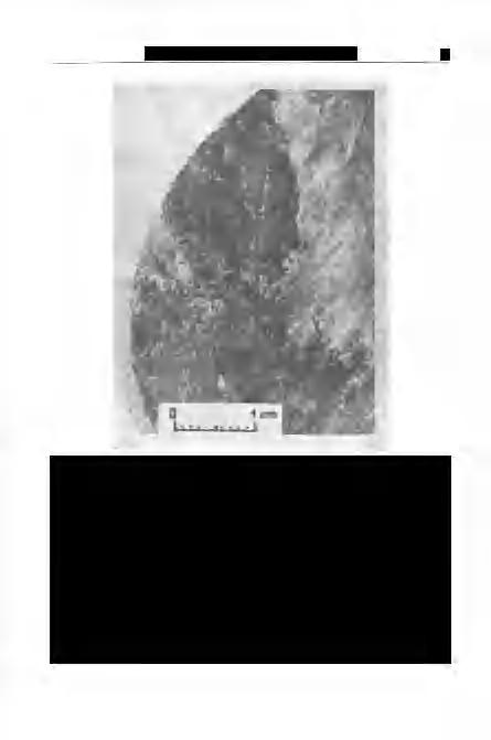 Wéber: Paleogén rétegek Szigetvár környékén 9 5. ábra. Szenesedett levélmaradvány a Szigetvár-III. (1979) fúrás paleogén (felsőeocén?) rétegeiből. 752, 754,4 m -244, -2441 minta. (WÉBER B. 1979.