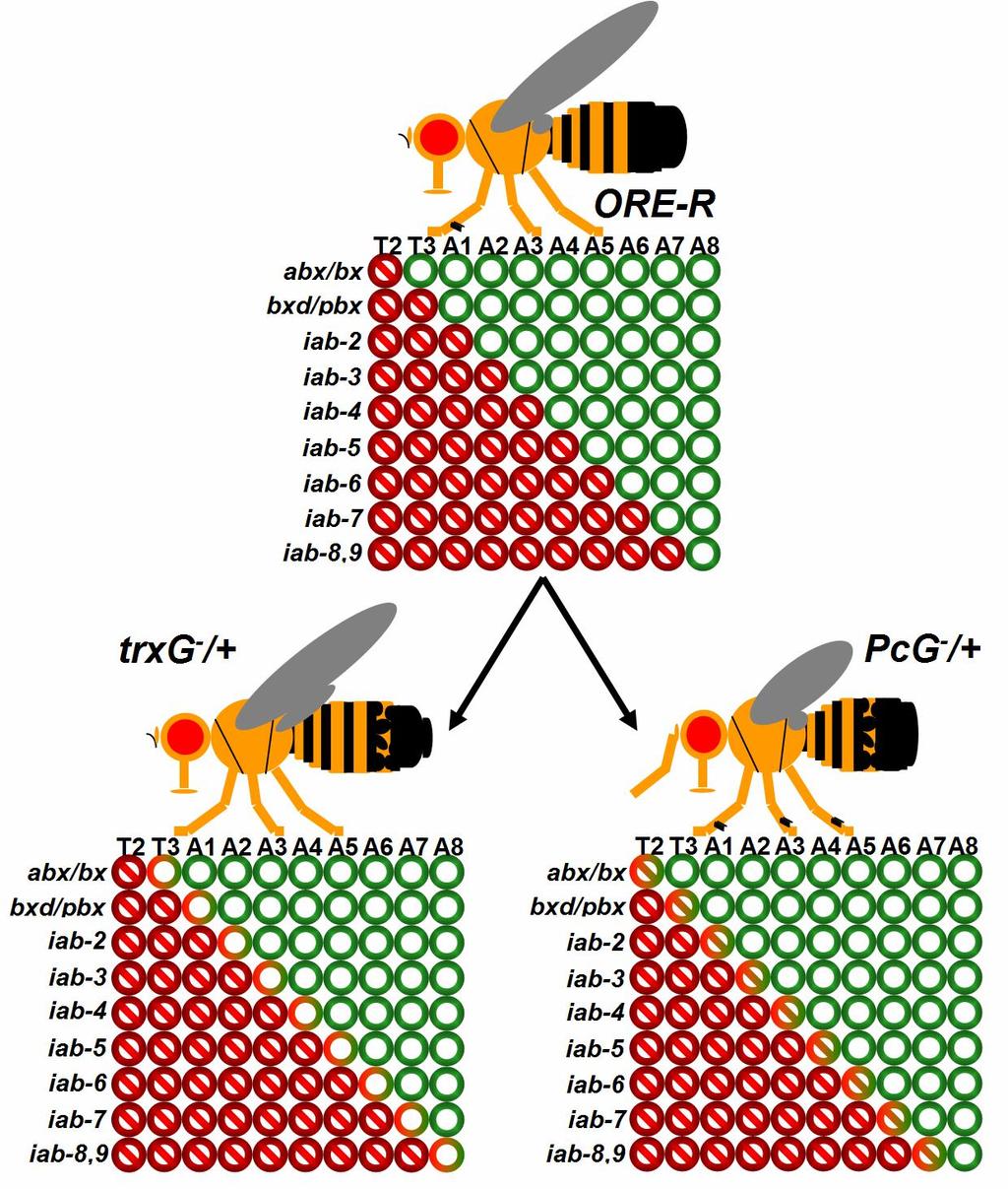 BEVEZETÉS 13 abx/bx bxd/pbx iab-2 iab-3 iab-4 iab-5 iab-6 iab-7 iab-8,9 ORE-R T2 T3 A1 A2 A3 A4 A5 A6 A7 A8 trxg - /+ PcG - /+ T2 T3 A1 A2 A3 A4 A5 A6 A7 A8 abx/bx bxd/pbx iab-2 iab-3 iab-4 iab-5
