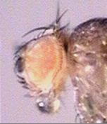 trithorax-csoport új tagjait azonosítsuk. 3.1.1 Mutánsizolálási kísérlet a 18.73.