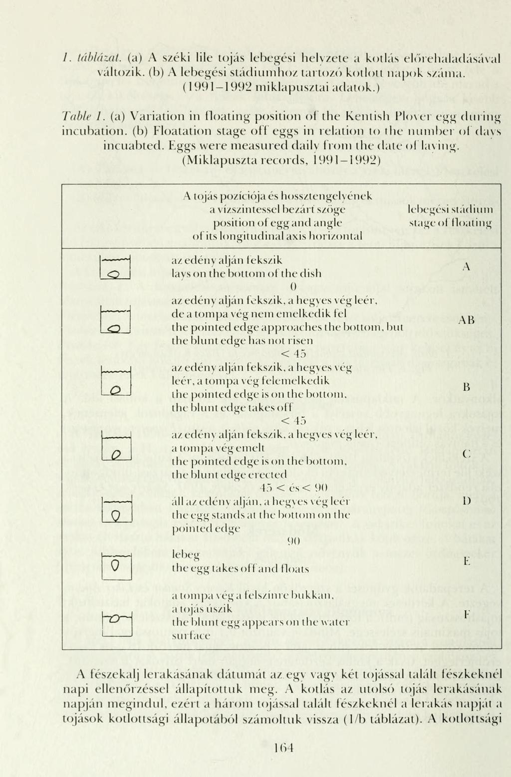 /. táblázat, (a) A széki lile tojás lebegési helyzete a kotlás előrehaladásával változik, (b) A lebegési stádiumhoz tartozó kotlott napok száma. (1991-1992 miklapusztai adatok.) Table 1.