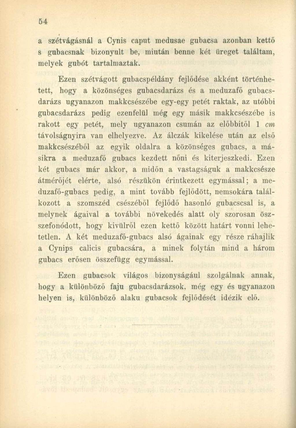 a szétvágásnál a Cynis caput medusae gubacsa azonban kettő s gubacsnak bizonyult be, miután benne két üreget találtam, melyek gubót tartalmaztak.