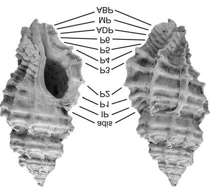 Földtani Közlöny 147/3 (2017) 269 de Sus), a revised description is provided here: Small shell (SL max. 14 mm), protoconch of 1.75 smooth, rounded whorls, teleoconch of five rounded whorls.