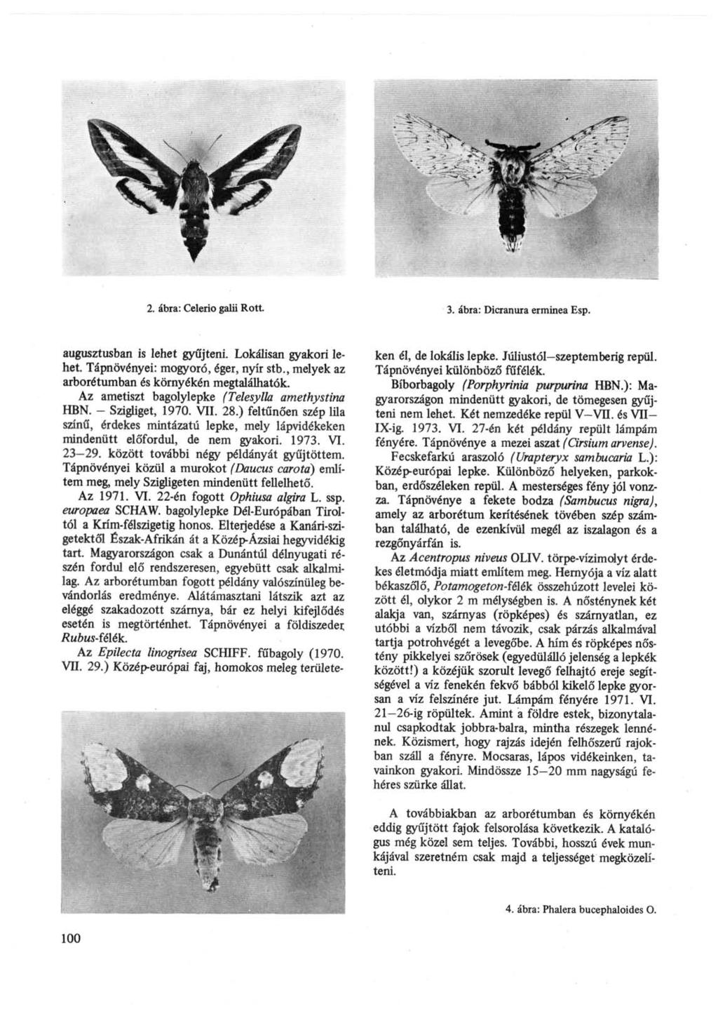 2. ábra: Celerio galii Rótt. 3. ábra: Dicranura erminea Esp. augusztusban is lehet gyűjteni. Lokálisan gyakori lehet. Tápnövényei: mogyoró, éger, nyír stb.