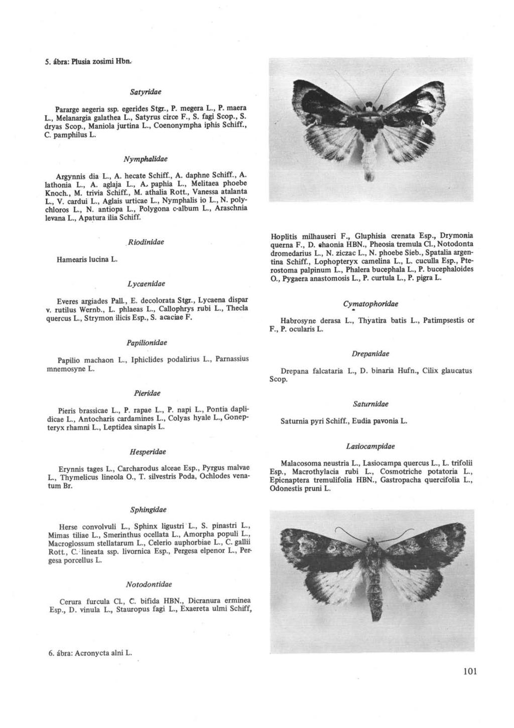 5. ábra: Plusia zosimi Hbn. Satyridae Pararge aegeria ssp. egerides Stgr., P. megera L., P. maera L., Melanargia galathea L., Satyrus circe F., S. fagi Scop., S. dryas Scop., Maniola jurtina L.