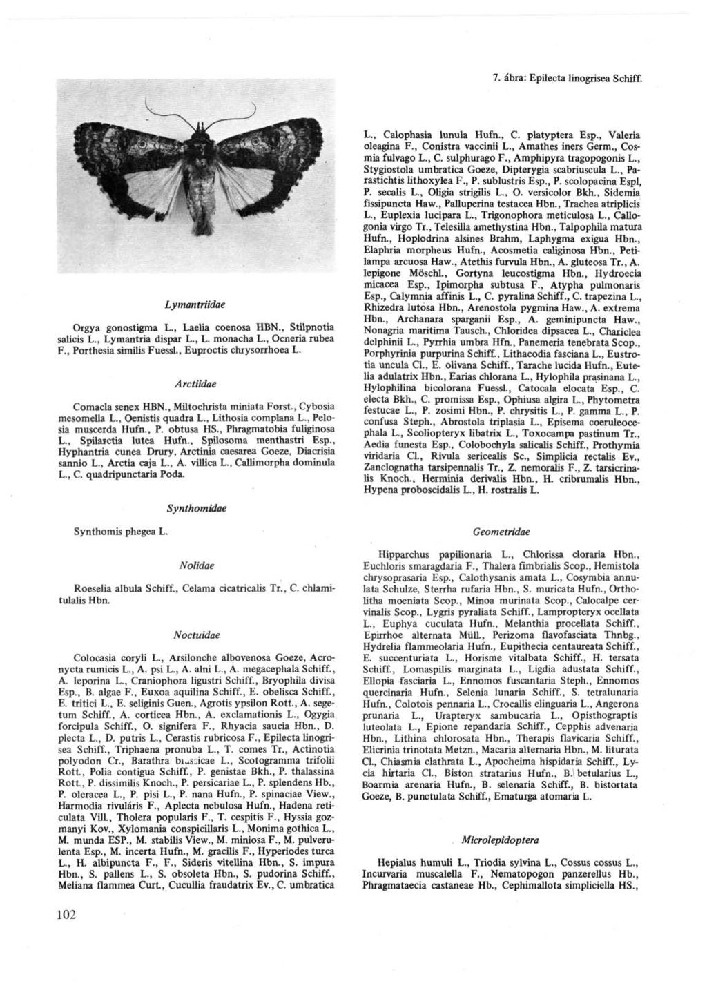 7. ábra: Epilecta linogrisea Schiff. Lymantriidae Orgya gonostigma L., Laelia coenosa HBN., Stilpnotia Salicis L., Lymantria dispar L., L. monacha L., Ocneria rubea F., Porthesia similis Fuessl.
