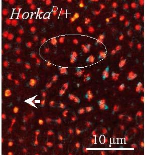 Szabad, J., Erdélyi, M., Hoffmann, Gy., Szidonya, J. and Wright, T.R.F., Isolation and characterization of dominant female sterile mutations of Drosophila melanogaster. II.