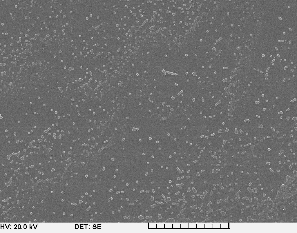 5.2. Pásztázó elektronmikroszkóp (SEM) A SEM képek alapján a nanorészecskék gömb alakúak,