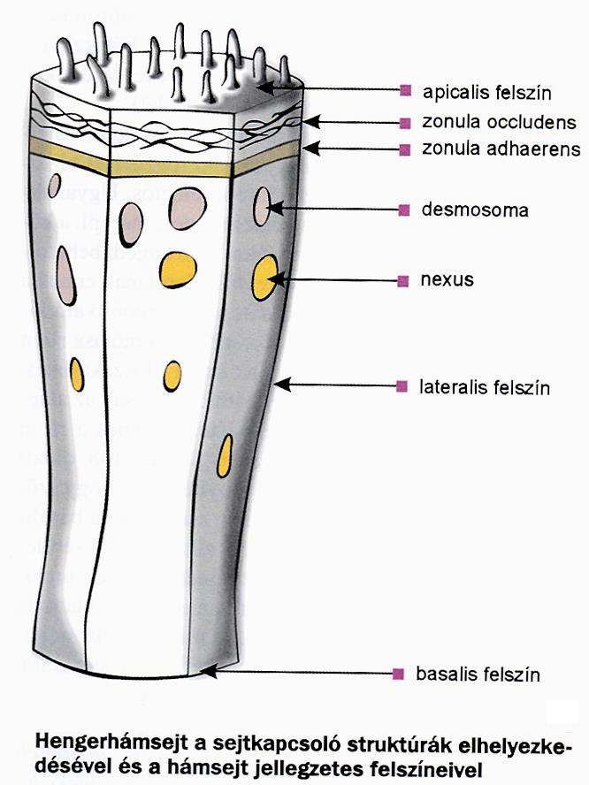 HÁMSZÖVET Szorosan egymás mellett helyezkednek el és