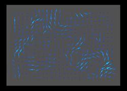 Bacillus subtilis