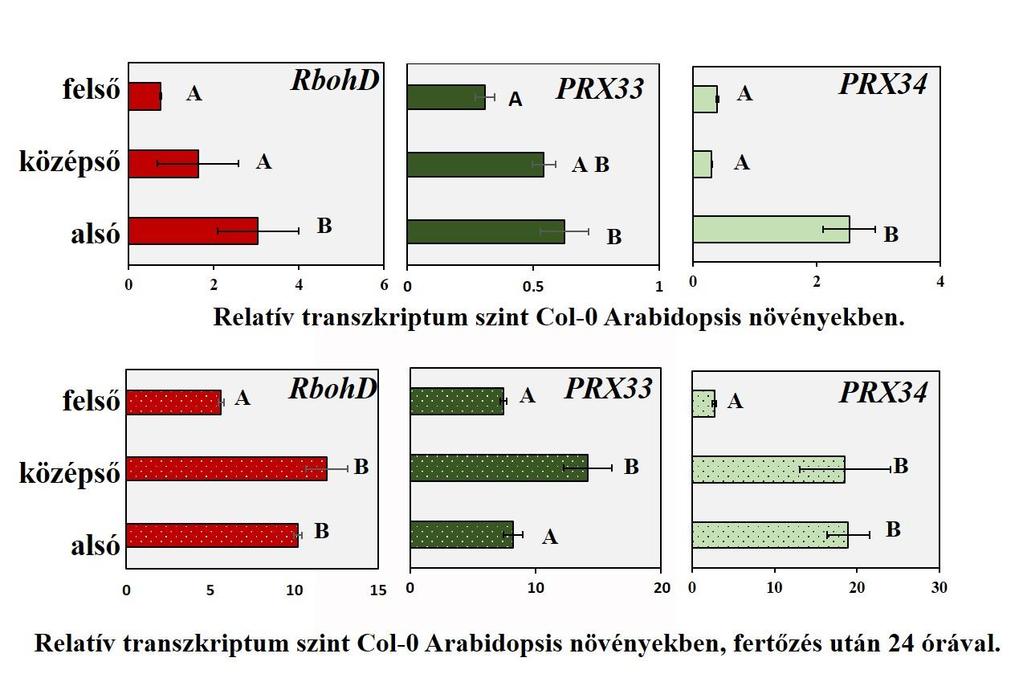 14. Ábra. Transzkriptum szintek a vad típusú Arabidopsis különböző korú leveleiben, mock inokulált és fertőzött körülmények között.