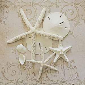 82 cm] OR273-A White Shells I Irena