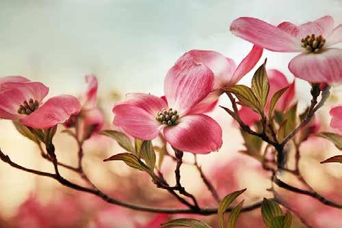 POD FLORAL JJ075-A Dogwood Dreams Jessica