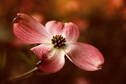 8 cm] JJ076-A Dogwood Blossom Jessica 8