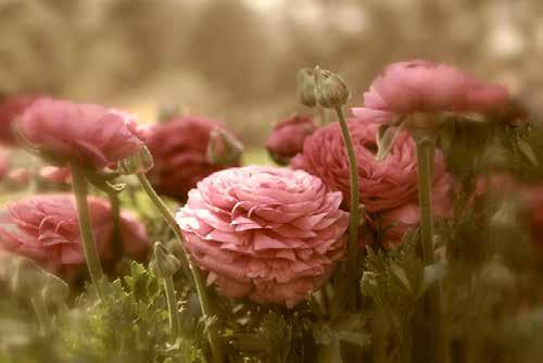 8 cm] JJ078-A Ranunculus Jessica