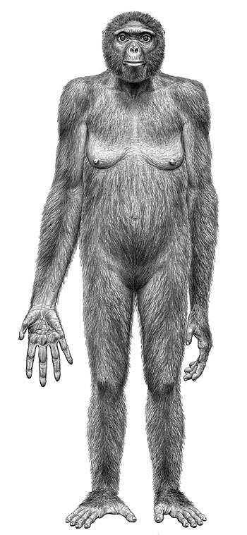 1. ábra. Ardi, az Etiópiában 4,4 millió évvel ezelőtt élt 50 kg tömegű, 120 cm magas nő csoportban élő csimpánz.