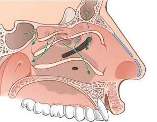 Ciliaris