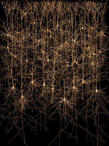 Cortical column (hypercolumn,
