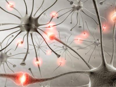 Átlagos tüzelési sebesség Érdekesség: Új kutatások szerint (Gina Turrigiano, Don Katz and Stephen Van Hooser) van egy beépített neurális termosztát ami szabályozza az