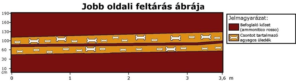 két rétegben találtunk gerinces csontokat tartalmazó üledéket, melyek kb. 3 méter után összekapcsolódnak (4. ábra).