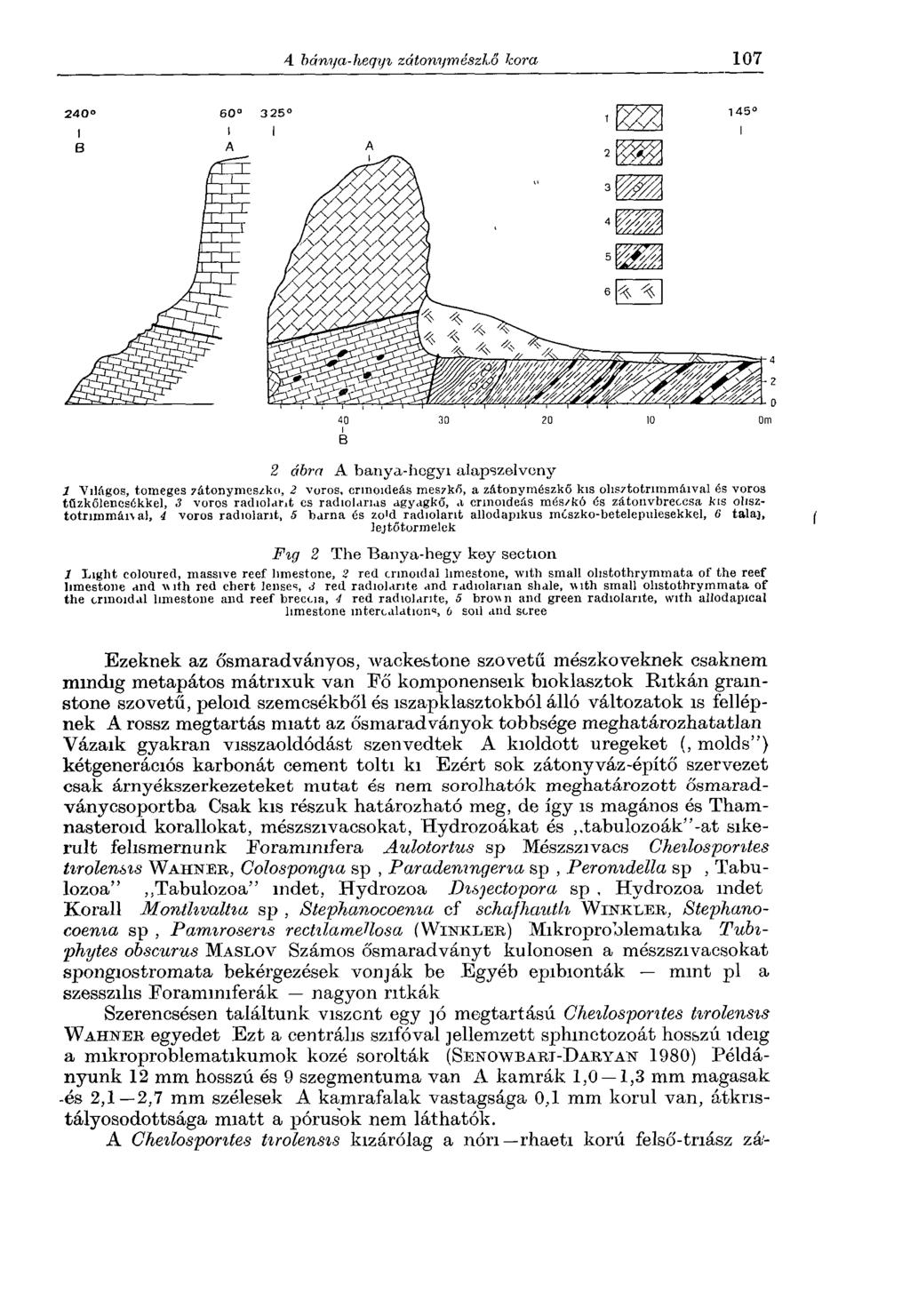 2 ábra A banya-hegyi alapszelveny 1 Világos, tömeges zátonymeszko, 2 vörös, crinoideás mészkő, a zátonymészkő kis ohsztotrimmáival és vörös tűzkőlencsékkel, 3 vörös radiolant es radiolanas agyagkő, a
