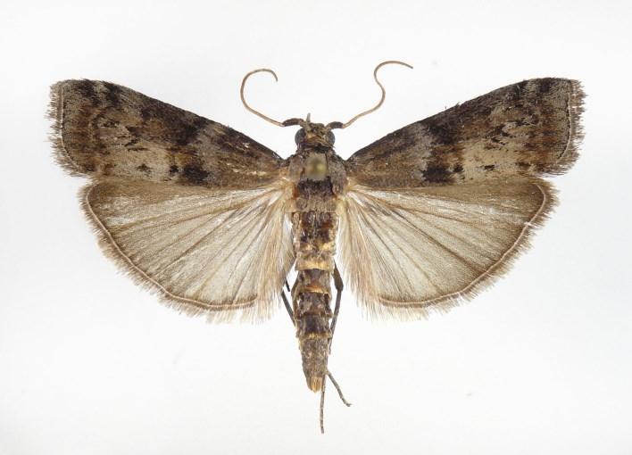 Phycita torrenti, imágo/adult, 22,8 mm, Csákberény,