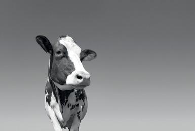 A Lallemand Animal Nutrition a tudományosan megalapozott, gyakorlatban bevált eredményeket felhasználva fejleszti, gyártja és