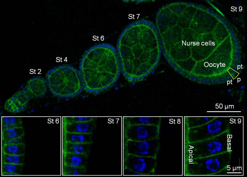 2. ábra. Egy Drosophila petecső öt petekezdeménnyel, fejlődésük különböző stádiumában (St). A follikuláris sejtek egyetlen rétegben fedik a petesejtet, valamint a testvér dajkasejteket.