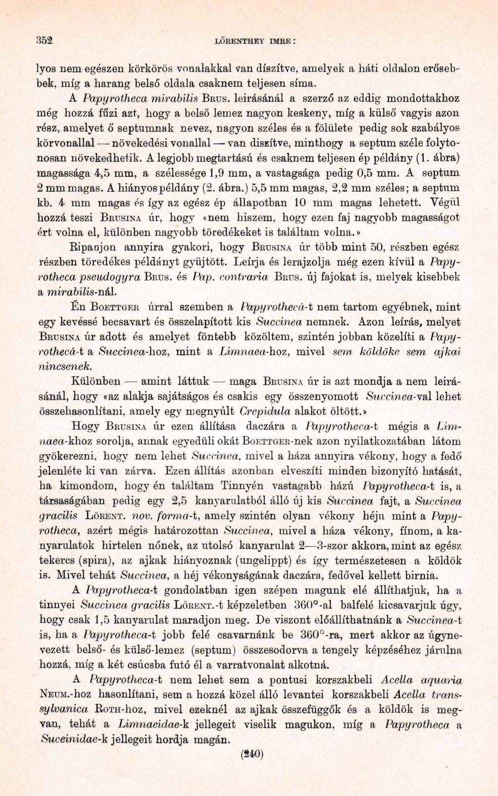 35 2 LŐRENTHEY IMRE : lyos nem egészen körkörös vonalakkal van díszítve, amelyek a háti oldalon erősebbek, míg a harang belső oldala csaknem teljesen síma.