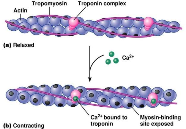 AKUT KORONÁRIA SZINDRÓMA DIAGNÓZISA Laborvizsgálatok CK, CK-MB vékony filamentumok része, 3 alegység GOT troponin C (ctnc) - Ca 2+ kötés LDH troponin I (ctni) - az aktomiozin komplex ATP-áz aktivitás