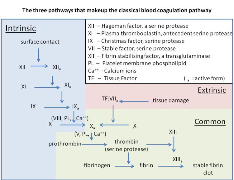 D-DIMER Lane DA, Philippou H, Huntington JA. Directing thrombin. Blood 2005; 106:2605. Furie B, Furie BC. Mechanisms of thrombus formation. N Engl J Med 2008; 359:938. Watson SP.