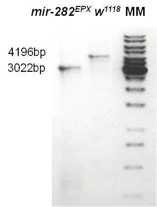8. Ábra: mir-282 deléciók kiszűrése PCR reakciók segítségével: A deléciókat hordozó mir-282 EPX és mir- 282 RSX, valamint a vad típusú (w 1118 ) mintákon készült PCR termékek gélelektroforetikus