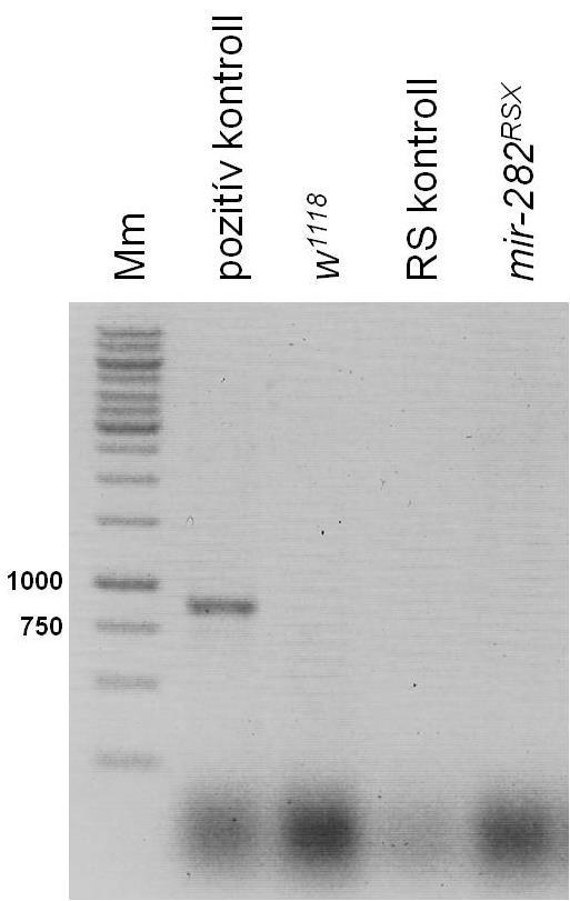 bizonyította, hogy a mir-282 mutáns törzsek kórokozómentesek, így kizártuk annak lehetőségét, hogy a csökkent petehozam okozója a Wolbachia fertőzés lenne. 14.