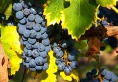 A szőlő és bor kezelésekről, masszázsokról az a hír járja, hogy antioxidánsok segítségével simítják, táplálják, feszesítik, fiatalítják a bőrt, s ha mindez a Bock Pincészetnél, akár pár korty nedűtől