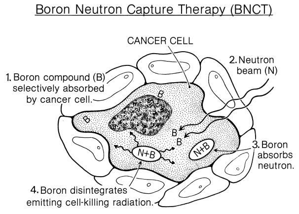 (BNCT) BSH (Na 2