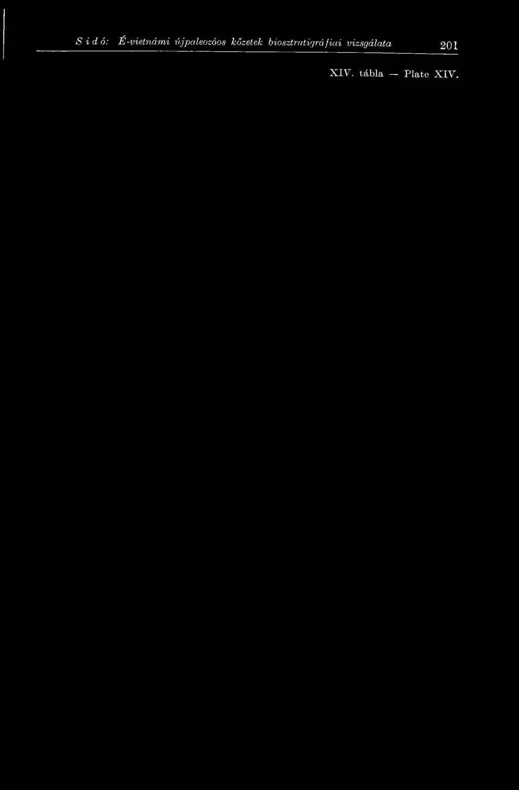 újpaleozóos
