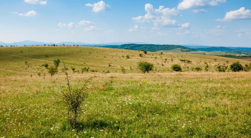 Parlagok P A parlag kategóriába a viszonylag frissen felhagyott szántóterületek tartoznak.