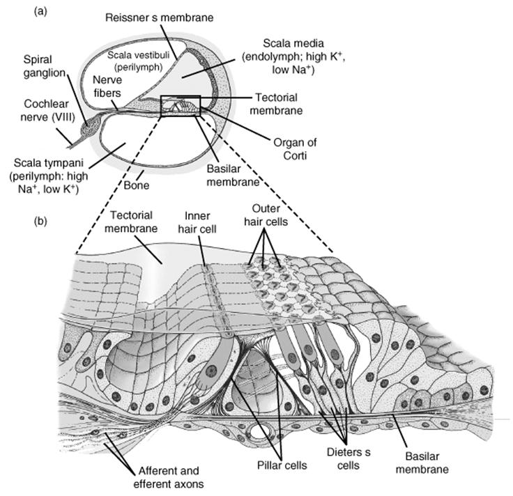 A labirintus szerkezete Eckert: Animal Physiology, W.H.Freeman and Co., N.Y.,2002, Fig.