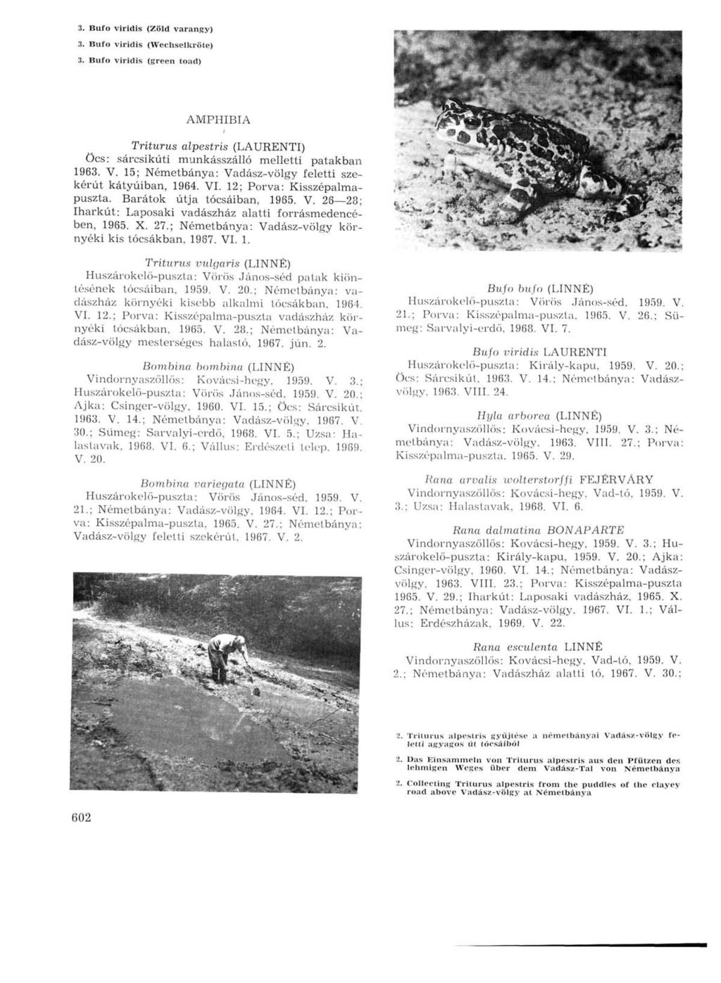 3. Bufo viridis (Zöld varangy) 3. Bufo viridis (Wechselkröte) 3. Bufo viridis (green toad) AMPHIBIA Triturus alpestris (LAURENTI) Öcs: sárcsikúti munkásszálló melletti patakban 1963. V.