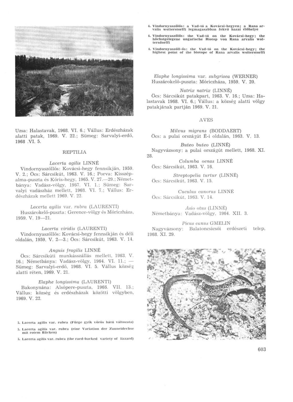 4. vindornyaszőlős: a Vad-tó a Kovácsi-hegyen; a Raiia arvalis wolterstorffi legmagasabban fekvő hazai élőhelye 4.