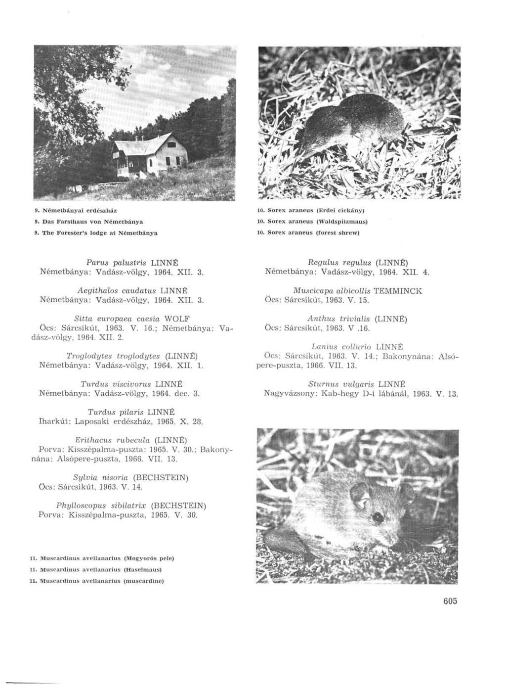 9. Németbányai erdészház 9. Das Farsthaus von Németbánya 9. The Forester's lodge at Németbánya 10. Sorex araneus (Erdei cickány) 10. Sorex araneus (Waldspitzmaus) 10.