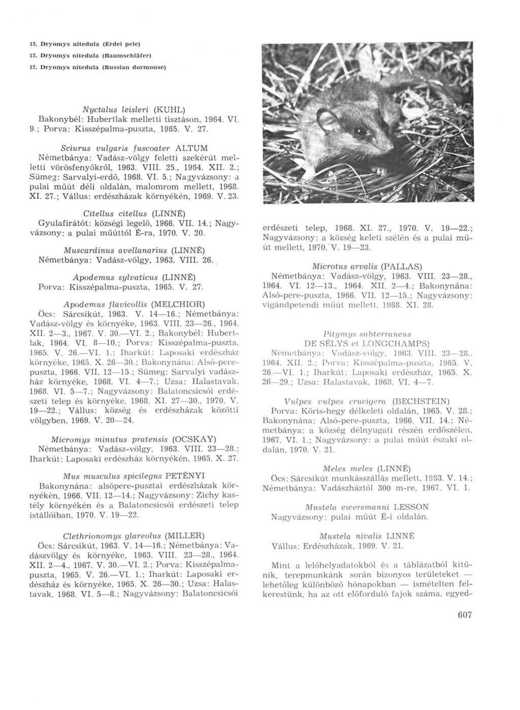 12. Dryomys nitedula (Erdei pele) 12. Dryomys nitedula (Baumschläfer) 12. Dryomys nitedula (Russian dormouse) Nyctalus leisleri (KUHL) Bakonybél: Hubertlak melletti tisztáson, 1964. VI. 9.
