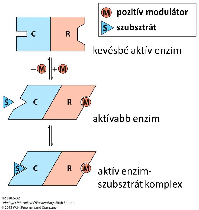 11. Enzim szabályozás Az anyagcsere (metabolikus) útvonalak konszekutív folyamatok: A B C D E F G Az anyagcsere folyamatok bizonyos lépései szabályozottak, egy anyagcsere útvonalban több lépés is